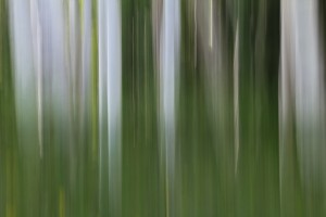 ASPEN FOREST IN THE SPRING VERSION 1
